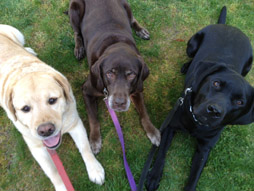 Dog Walkers, New York, Long Island, pet Sitters